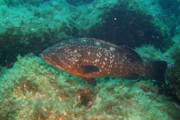 Merou brun  Epinephelus marginatus